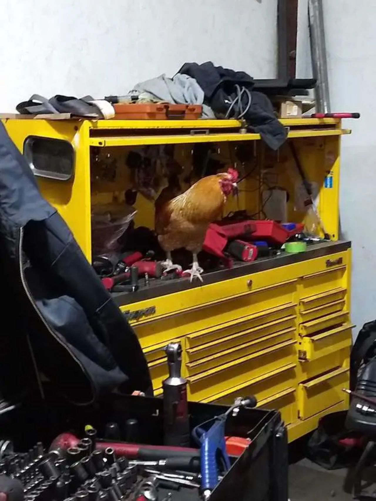 Gallo trova rifugio in un'officina