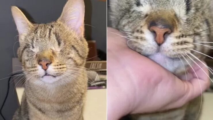 Gattina cieca riconosce l'odore della sua proprietaria