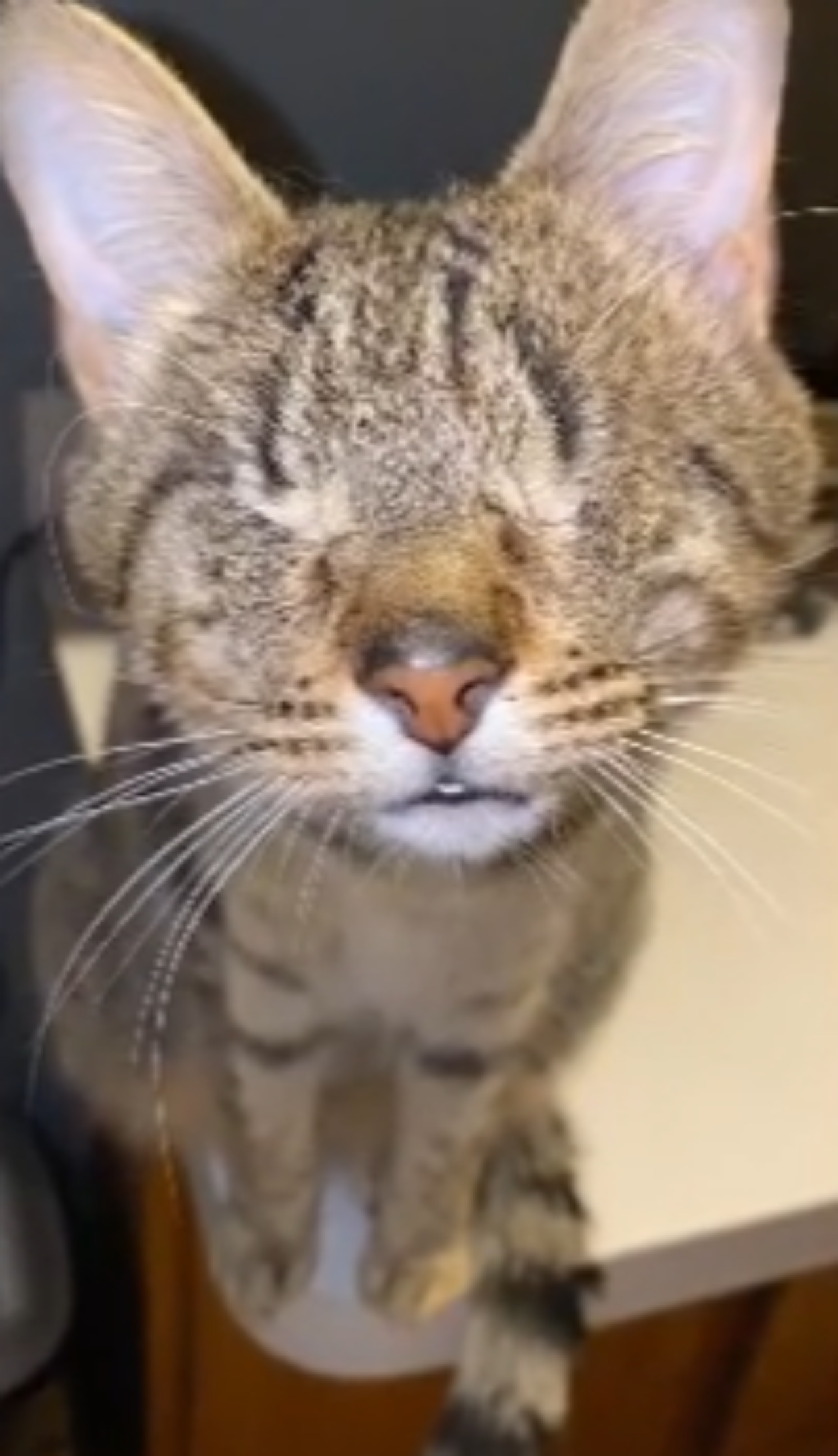 Gattina cieca riconosce l'odore della sua proprietaria