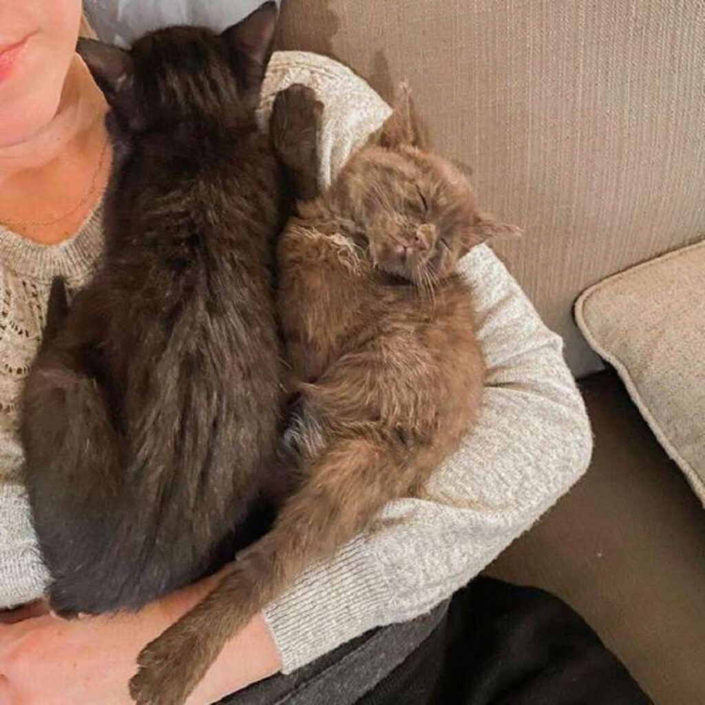 Finalmente le due gattine hanno trovato una casa per sempre