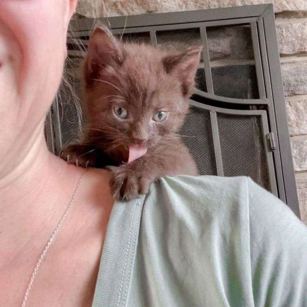 Le gattine si vogliono tanto bene e hanno un legame profondo