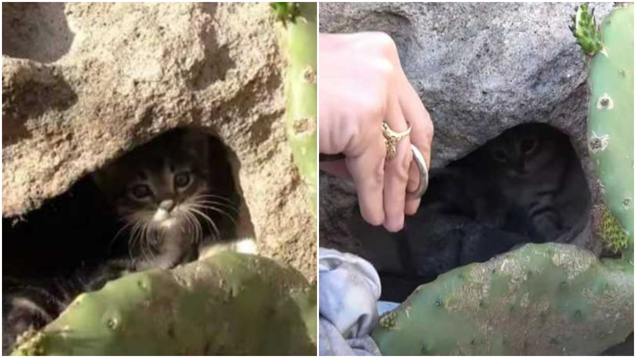 Gattini nella roccia: salvati dalle volontarie