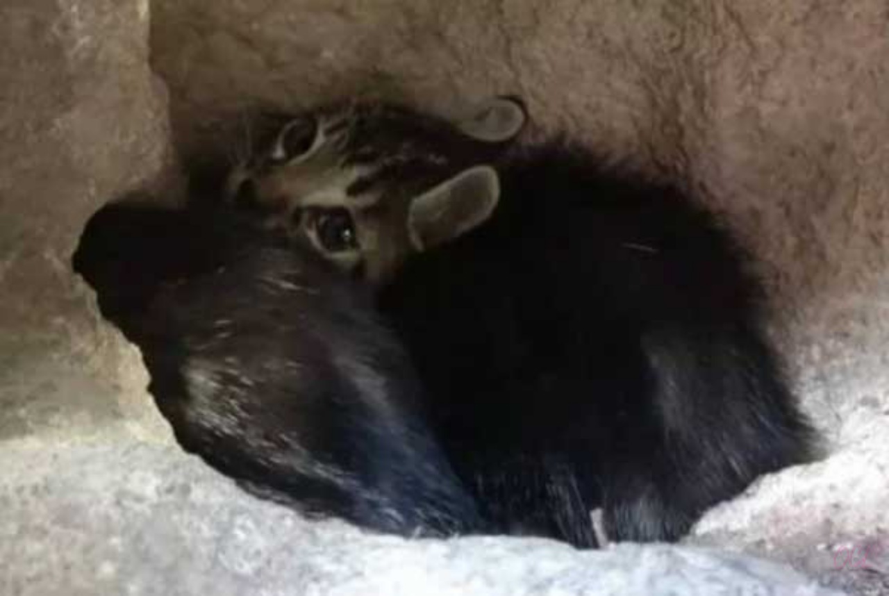 Gattini nella roccia: salvati dalle volontarie