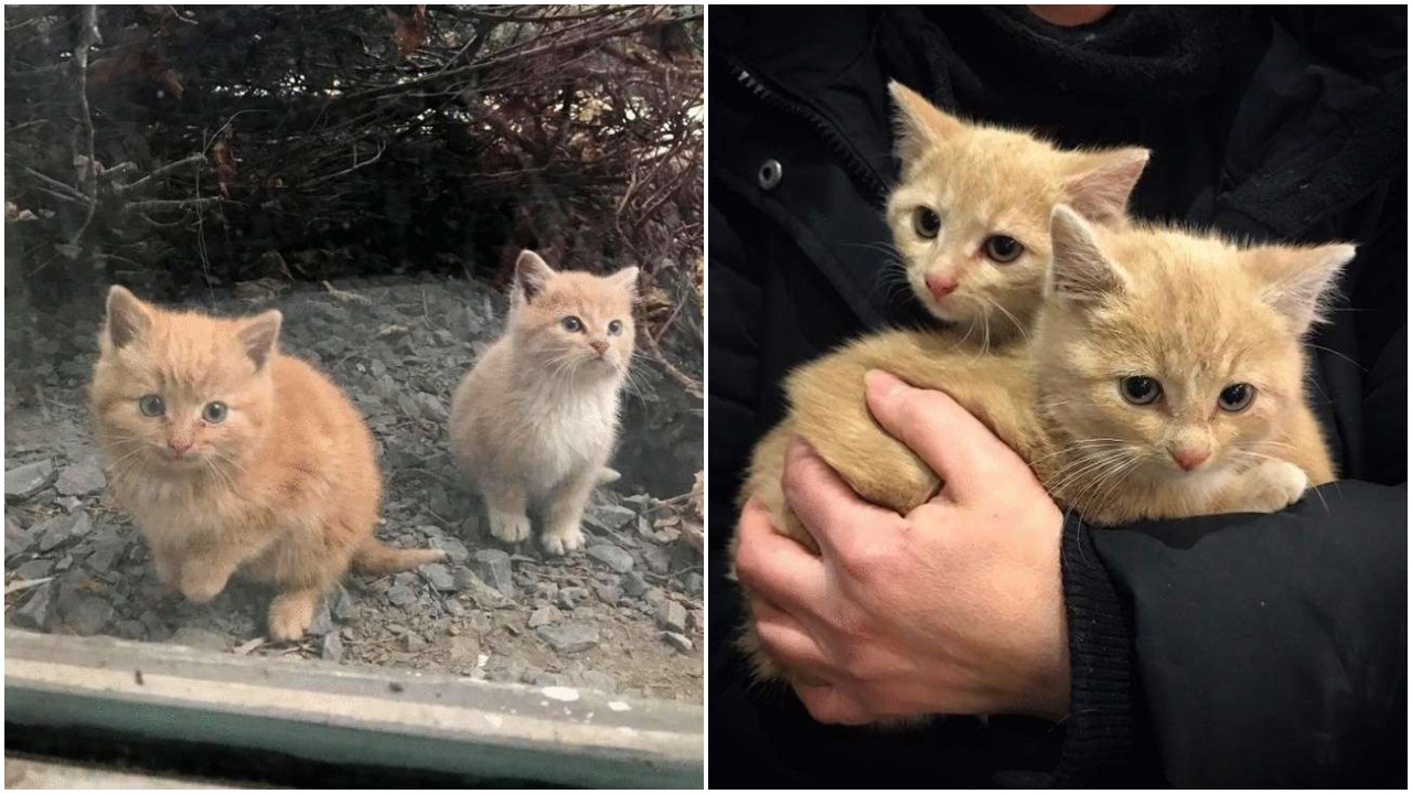 Gattini trovati nella zona industriale da un gruppo di lavoratori