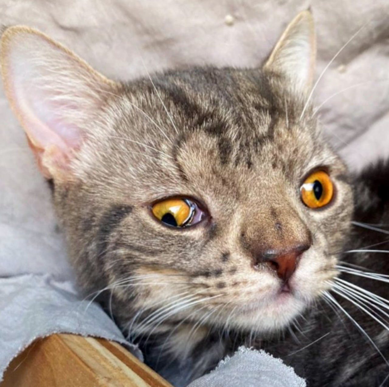 Gattino nato con malformazioni viene lasciato in rifugio