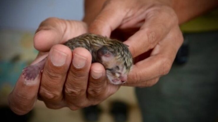 Gattino neonato: si scopre una specie in via d'estinzione