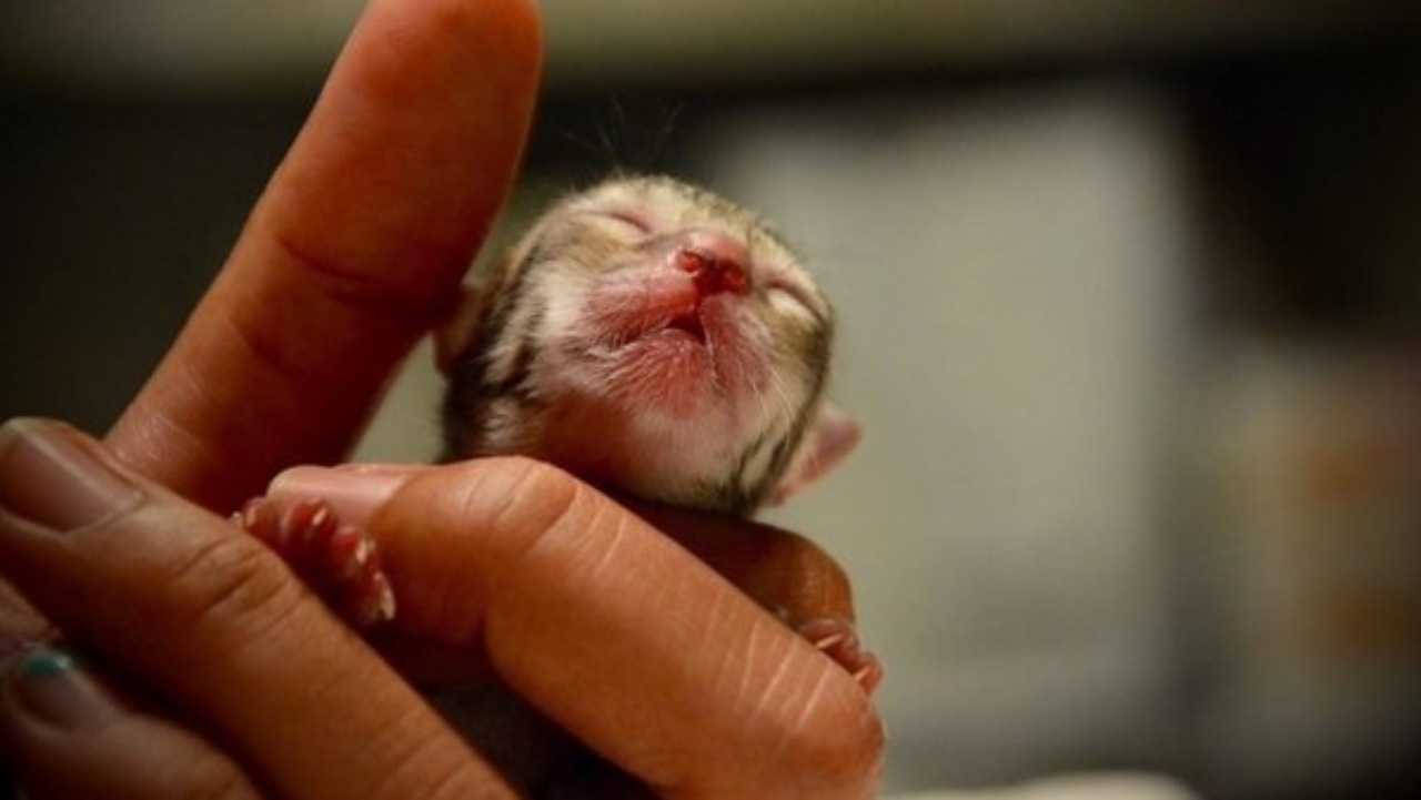 Gattino neonato: si scopre una specie in via d'estinzione