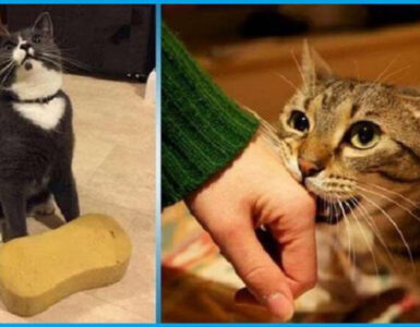 I gatti possono dimostrarci affetto in tanti modi diversi
