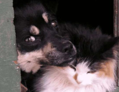 Un gatto e un cane sono stati abbandonati al freddo senza cibo