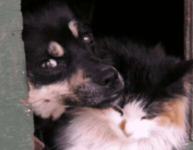 Un gatto e un cane sono stati abbandonati al freddo senza cibo