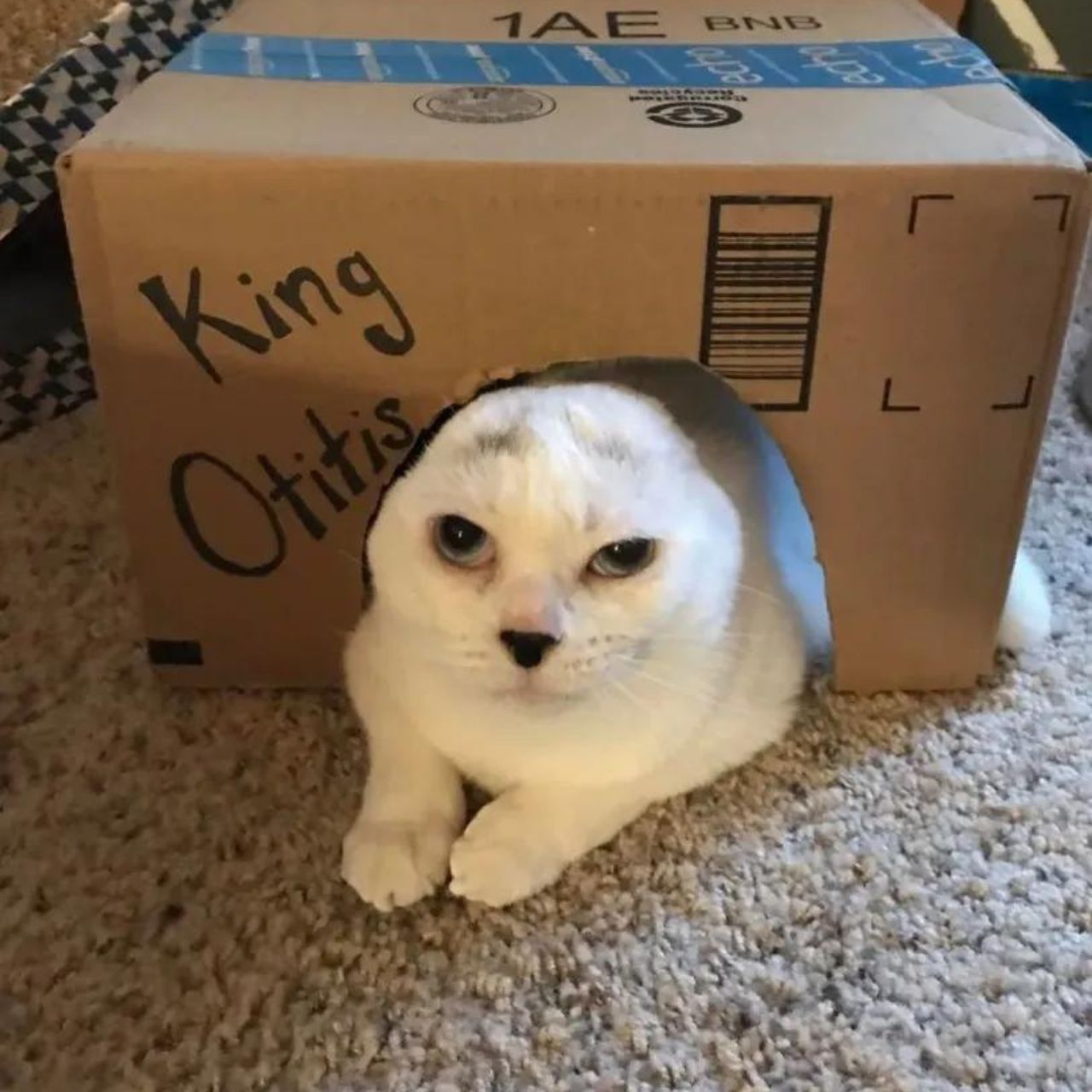 gatto in scatola