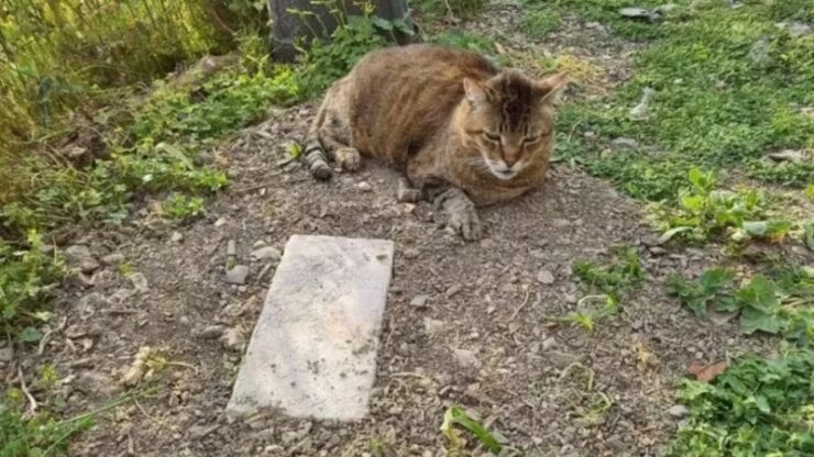 Gatto veglia sulla tomba del suo amico felino