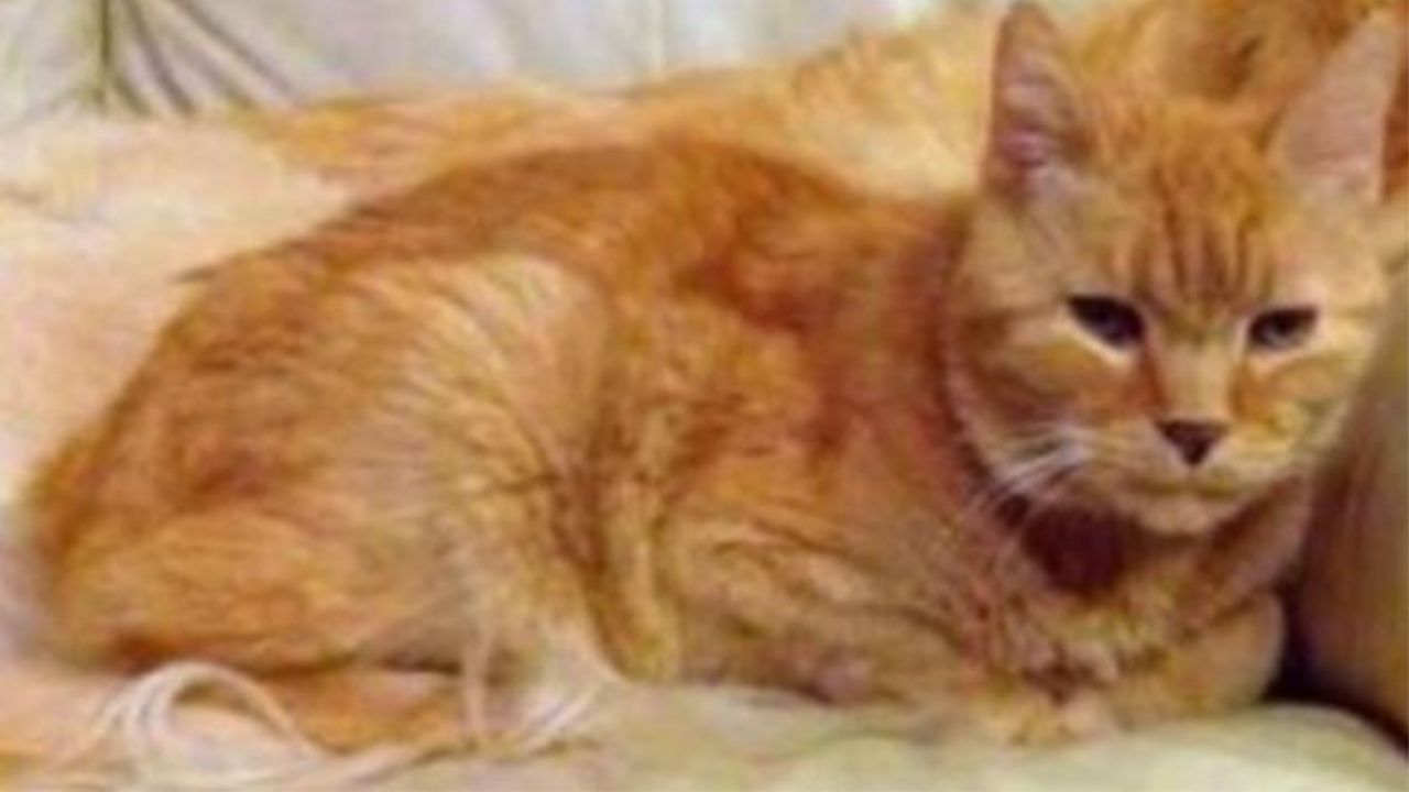 Un gatto arancione di nome Ginger