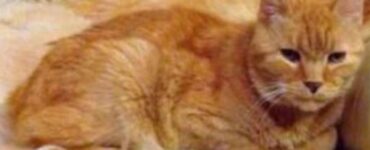 un gatto arancione