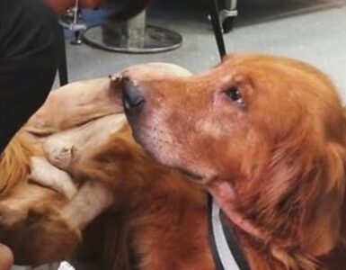 Dolce Golden Retriever