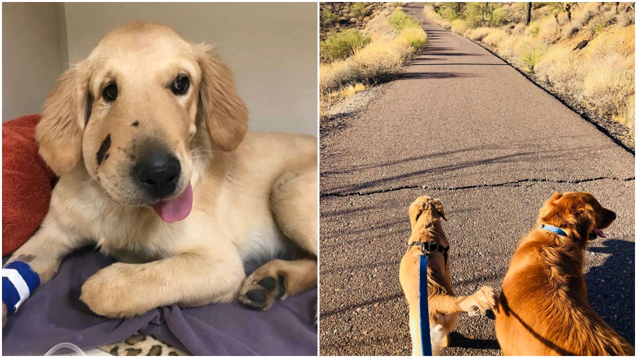 Golden Retriever morso da un serpente per proteggere la sua mamma