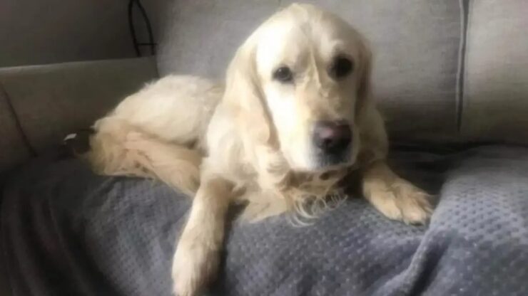 Golden Retriever scappa e ritorna nella sua vecchia casa