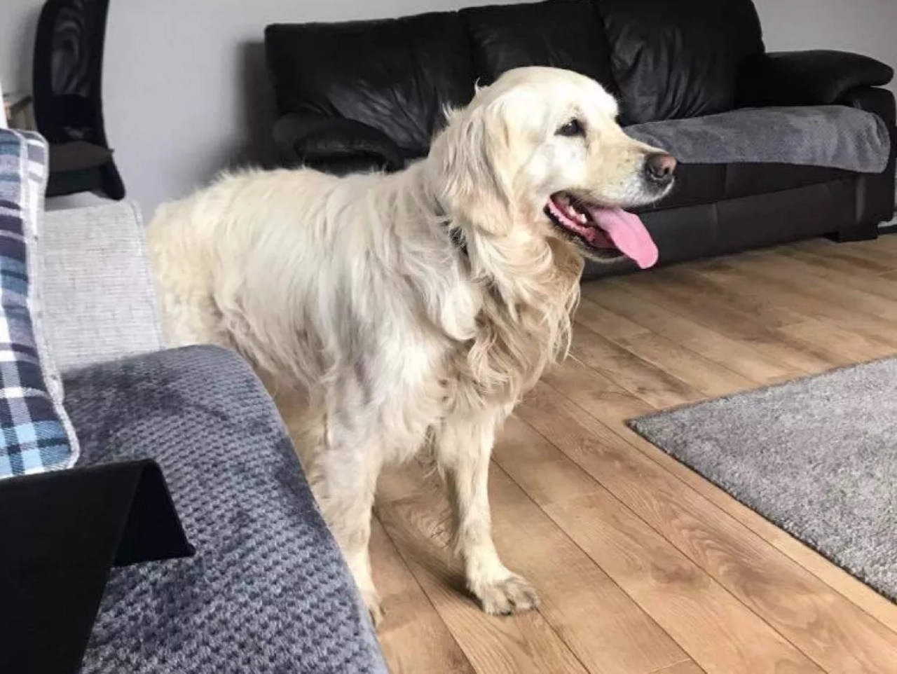 Golden Retriever scappa e ritorna nella sua vecchia casa