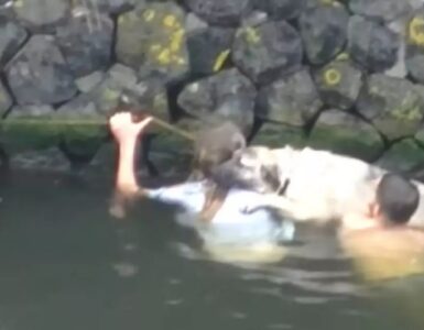 Golden caduto in un canale dalle acque gelide : alcuni uomini lo tirano fuori