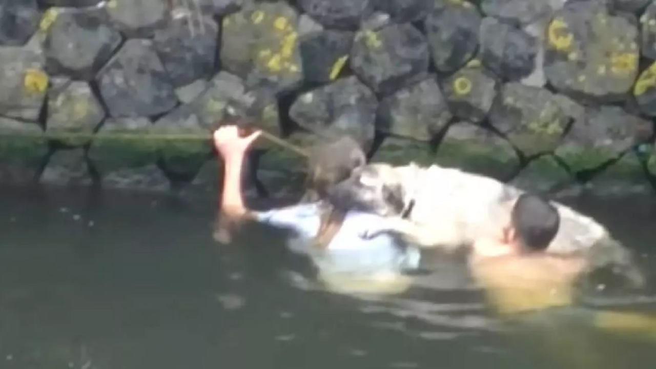Golden caduto in un canale dalle acque gelide : alcuni uomini lo tirano fuori