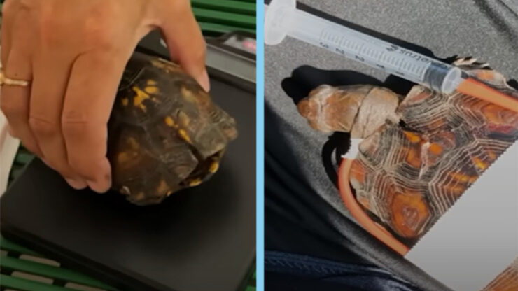 Questa povera tartaruga non riusciva più a respirare a causa del suo guscio tutto rotto