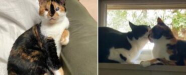 un gatto cieco