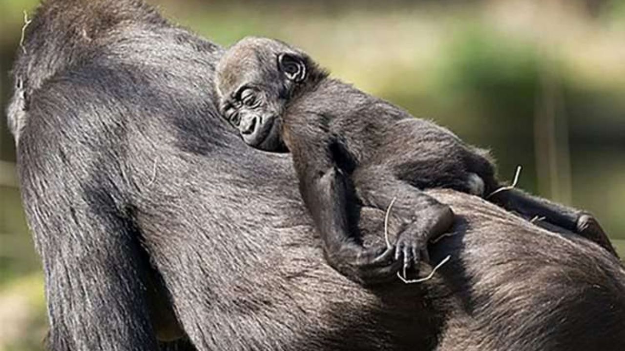 Figlio primate sulla schiena del genitore