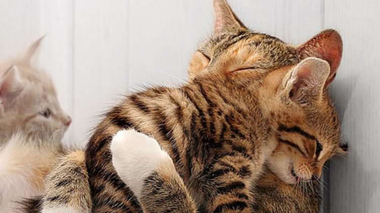 Gattini stretti in un abbraccio