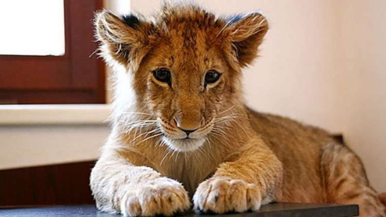 Cucciolo di leone berbero