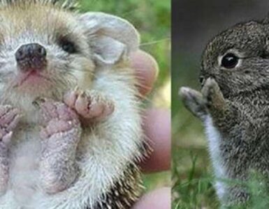 Cuccioli di animale