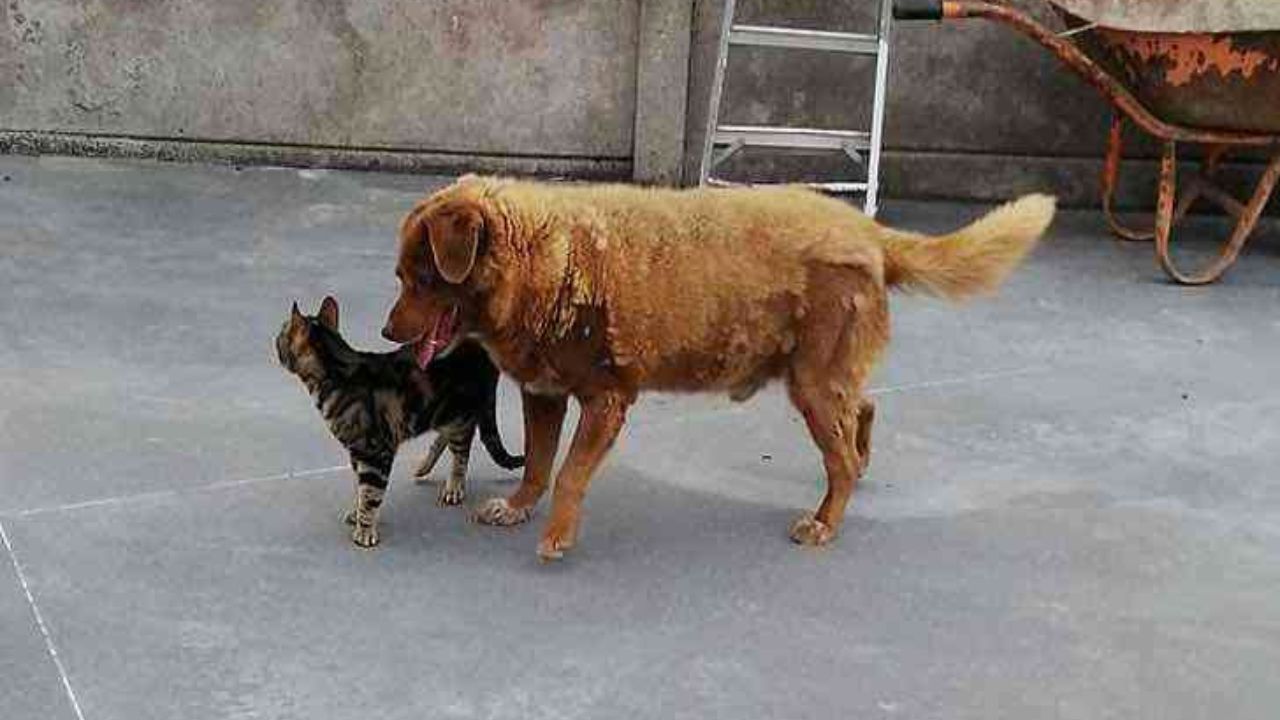 Cane e gatto giocano