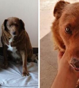 Cane più vecchio al mondo