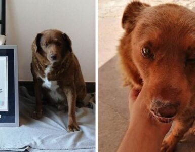 Cane più vecchio al mondo