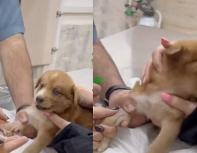Cagnolino si ribella alla puntura
