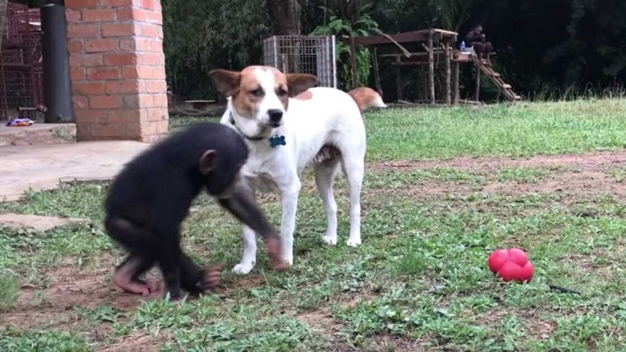 Cane gioca con gli scimpanzé