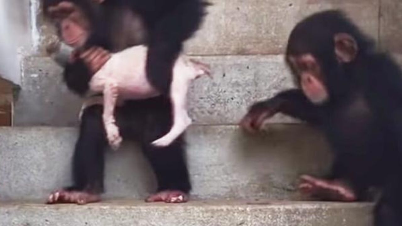 Scimpanzé aiutano cane