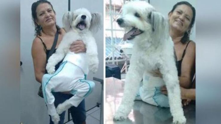 Cane paraplegico con la padrona