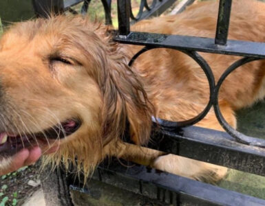 Un povero cagnolino è rimasto incastrato in una ringhiera