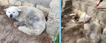 un cane di nome Keiko