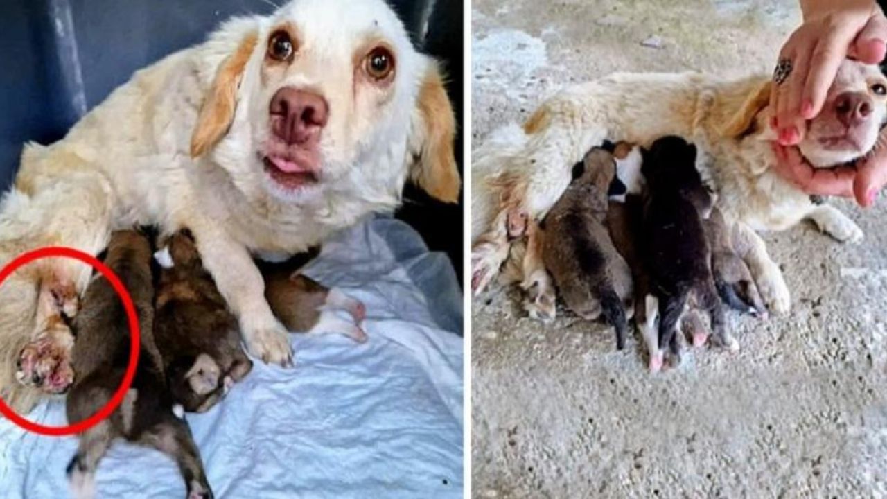 Cagnolina con zampa rotta dà alla luce 4 cuccioli