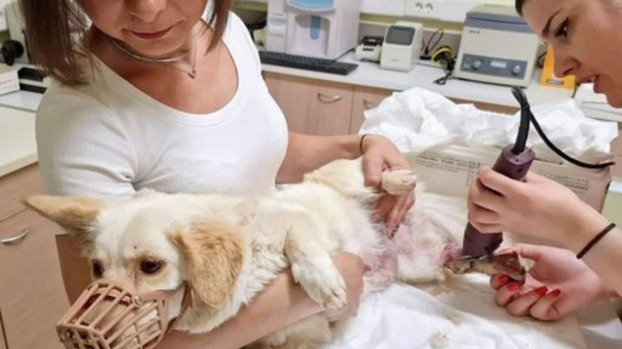 Visita medica alla cagnolina