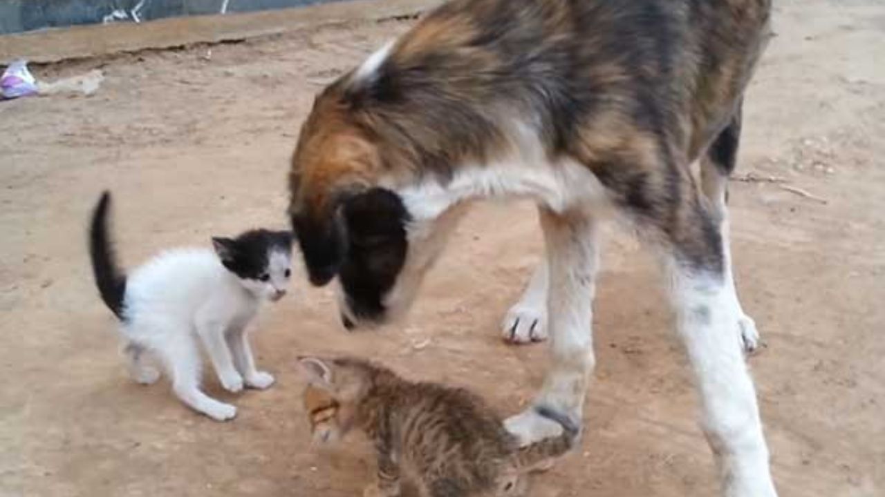 Cane randagio si relazione coi micini