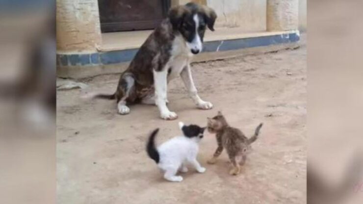 Cane randagio sorveglia i gattini