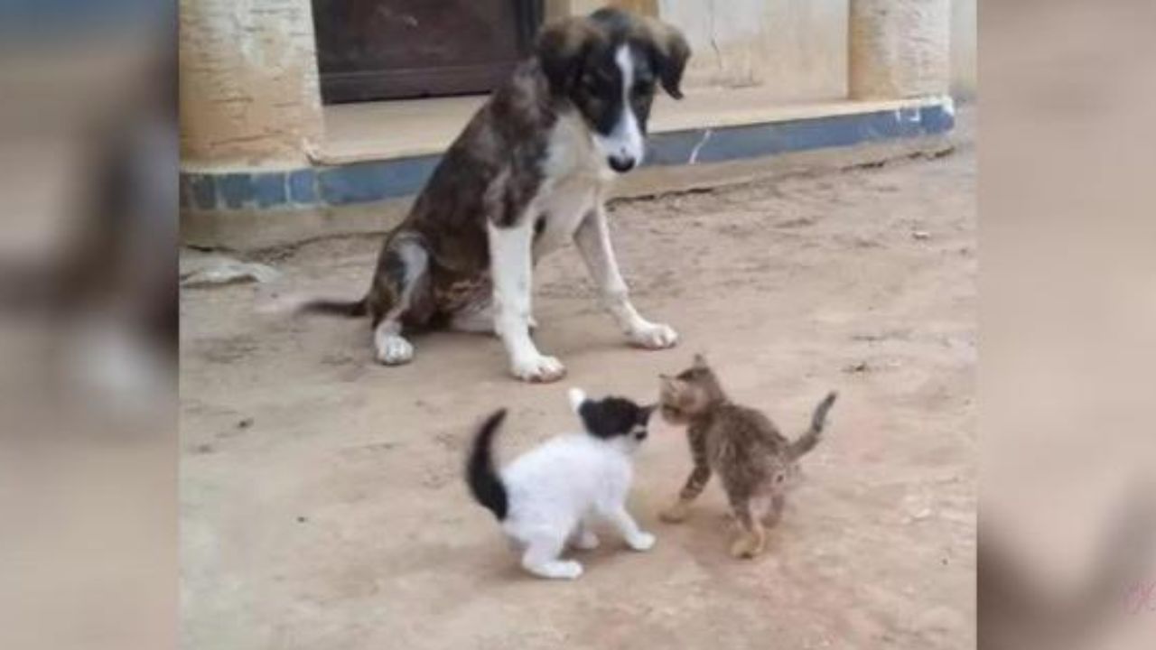 Cane randagio sorveglia i gattini