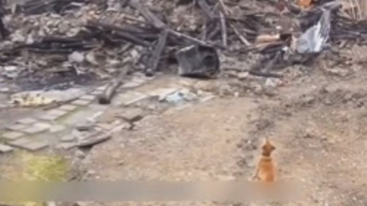 Cane cerca padrone sotto le macerie