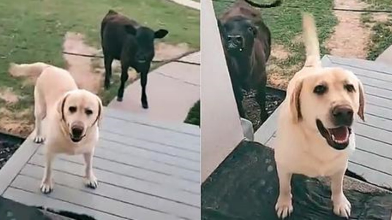 Labrador porta un vitellino a casa e chiede al proprietario di lasciarlo entrare