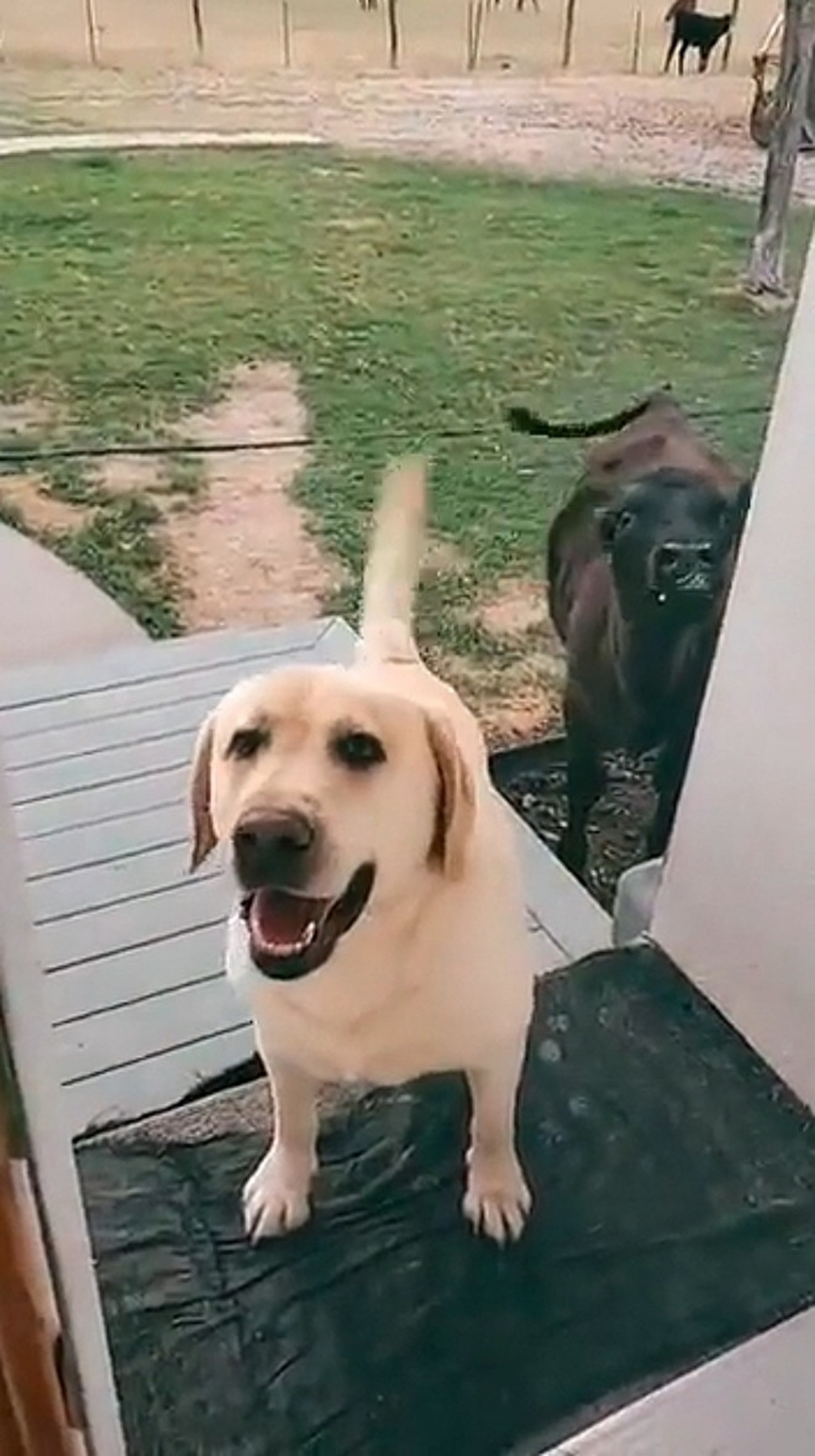 Labrador porta un vitellino a casa e chiede al proprietario di lasciarlo entrare