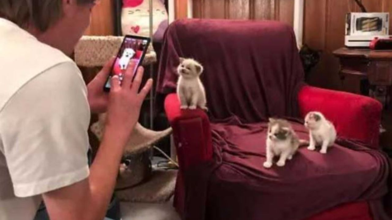 Tre gattine che si lasciano fotografare