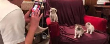 una donna fa delle foto a dei gatti