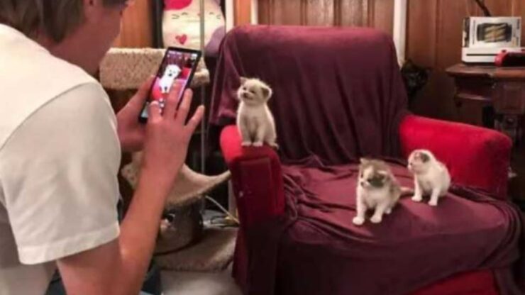 una donna fa delle foto a dei gatti